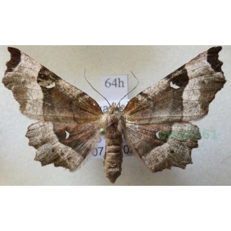 Selenia tetralunaria (Hufnagel, 1767) male Skrzytek dereniak Poland64h